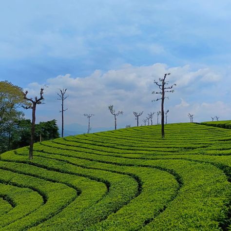 Valparai✨ Also Known As "Seventh Heaven" . . . . . . . . . . #valparai #coimbatore #pollachi #tamilnadu #nature #india #photography #kerala #travel #travelphotography #ooty #travelgram #incredibleindia #vin #naturephotography #instagood #love #deen #santiago #keralagram #santiagodechile #instagram #coimbatorelife #skycostanera #islam #cajondelmaipo #mobilephotography #aliyar #vallenevad #cerrosantalucia Pics Of Ooty, Tamilnadu Photography, Ooty Tamilnadu, Tamilnadu Village Photography, Nandi Hills Bangalore Photography, Kerala Travel, Seventh Heaven, Seven Heavens, India Photography