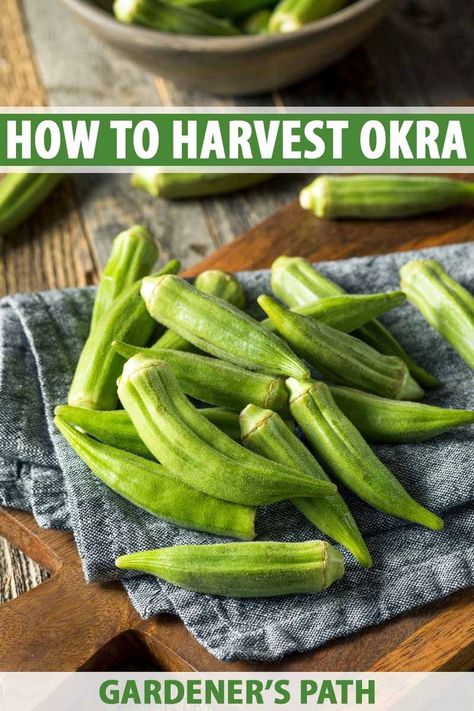 You have successfully grown a nice little patch of okra and now it's almost harvest time. But when and how do you go about it? We give you directions, picking tips, and tricks plus some recipe ideas for your harvest. #okra #vegetablegardening #growingfood #gardenerspath Okra Health Benefits, Okra Benefits, Okra Plant, Growing Peas, Pickled Okra, Canning Vegetables, La Crosse, Harvest Time, Okra