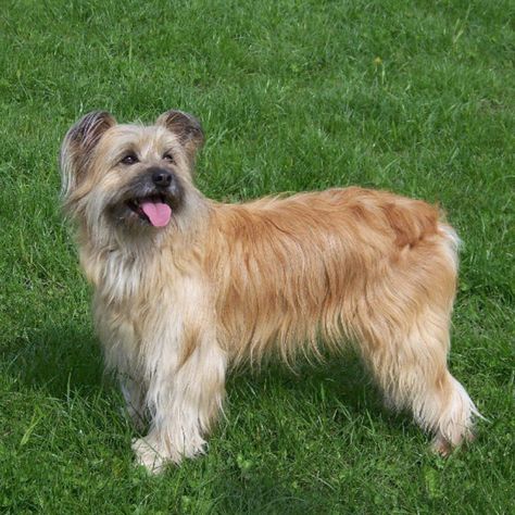 Pyrenean Shepherd, Pyrenees Mountains, Dog Bedroom, Pet Advice, Animal References, Northern Spain, Lucky Dog, Southern France, Medieval Times