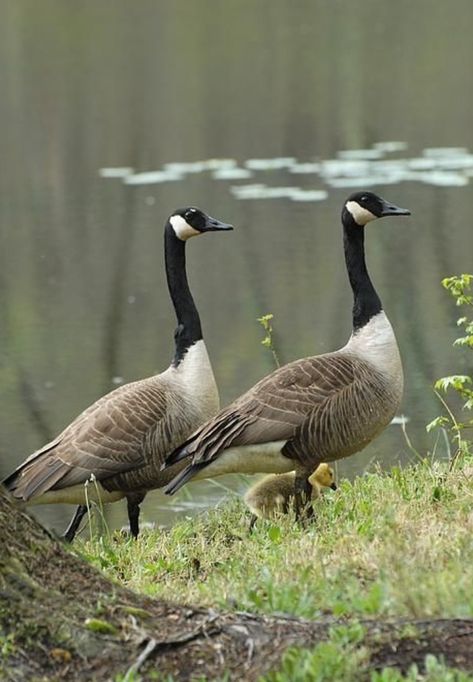 Canadian Geese, Canada Geese, Water Birds, Canadian Goose, Winter Bird, Lily Pond, Nature Center, Bird Pictures, St James