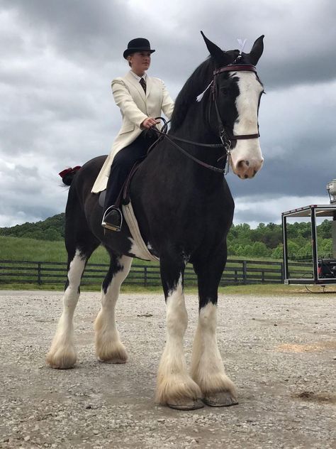 Clidsdail Horse, Clydesdale Horses Riding, Clidestail Horse, Clidesdail Horse, Shire Horse Aesthetic, Clysdale Horses, Horse Clydesdale, Clydesdale Horse, Percheron Horses