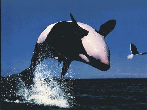 Orca Whale Orca Jumping, Whale Pictures, Sea Mammal, Water Animals, Orca Whales, Marine Mammals, Whale Shark, Sea Lion, Killer Whales