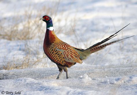 Ring-necked Pheasant | Ring-necked Pheasant January 17th, 20… | Flickr Ring Necked Pheasant, Pheasant Hunting, Bird Hunting, Game Birds, Exotic Birds, Pretty Birds, Bird Photo, Colorful Birds, Birds Of Prey