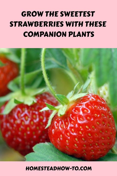 Growing strawberries with other plants is an effective way to enhance fruit size and health. Companion planting can attract beneficial insects and pollinators, essential for strawberries to produce fruit. Some companions also repel pests or Companion Plants For Strawberries, Companion Planting Strawberries, Homestead Planning, Strawberry Companion Plants, Companion Planting Chart, Growing Onions, Natural Pesticides, Strawberry Garden, Companion Plants