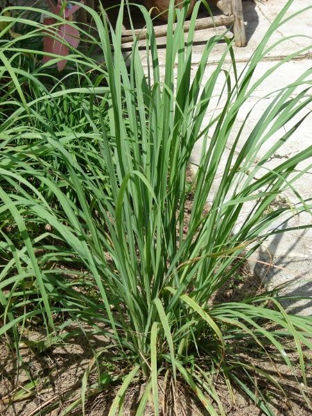 Lemongrass cleanses and gives hair sheen and body Hawaiian Plants, Lemongrass Essential Oil, Ornamental Grasses, Hawaiian Islands, Lemon Grass, Essential Oil, Orchids, Lawn, Hawaii