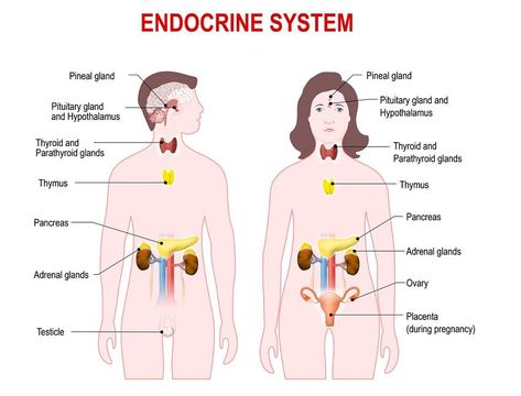 Endocrine System - Definition, Function & Parts | Biology Dictionary Adaptive Immune System, Adrenal Cortex, The Endocrine System, Endocrine Disorders, How To Regulate Hormones, Balance Hormones Naturally, Pituitary Gland, Pineal Gland, Human Body Systems