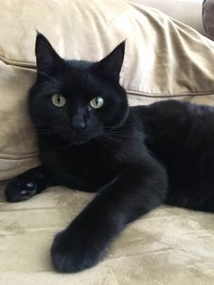 Meet Sergeant Pepper Black Cat Aesthetic, A Black Cat, Cute Black Cats, Cat Photography, Cat Aesthetic, Cute Cats And Kittens, Cats Meow, Pretty Cats, Black Cats