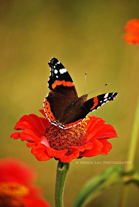 Red Admiral Butterfly Tattoo, Red Admiral Butterfly, Admiral Butterfly, Kristina Webb, Zinnia Flower, Beautiful Butterfly Photography, Time To Rest, Butterfly Species, Moth Caterpillar