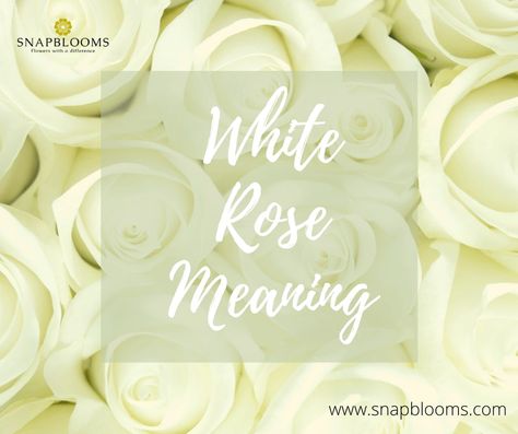 White roses often represent purity, innocence, and youthfulness. Read the ultimate guide about the White Rose Meaning, History White Rose Symbolism, White Roses Meaning, Roses Meaning, Rose Color Meanings, Flower Symbolism, Rose Meaning, Blue And White Roses, White Rose Wedding Bouquet, Black And White Roses