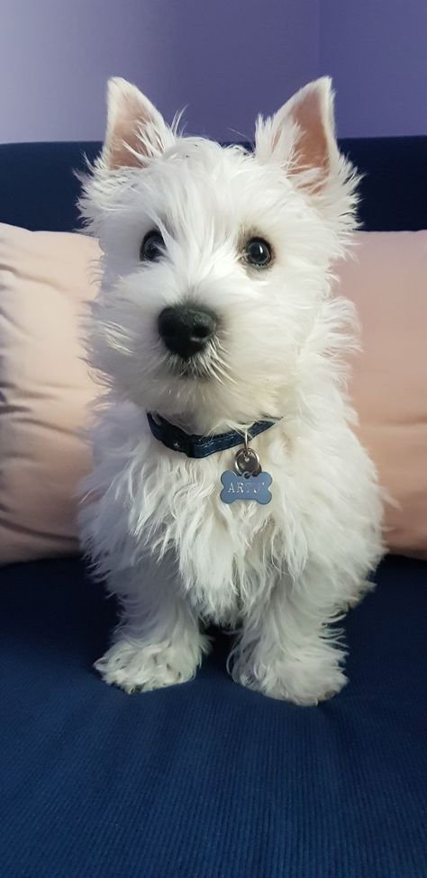 West Terrier, Westie Puppies, Highland Terrier, Highlands Terrier, Westie Dogs, West Highland Terrier, White Terrier, White Dog, West Highland White Terrier