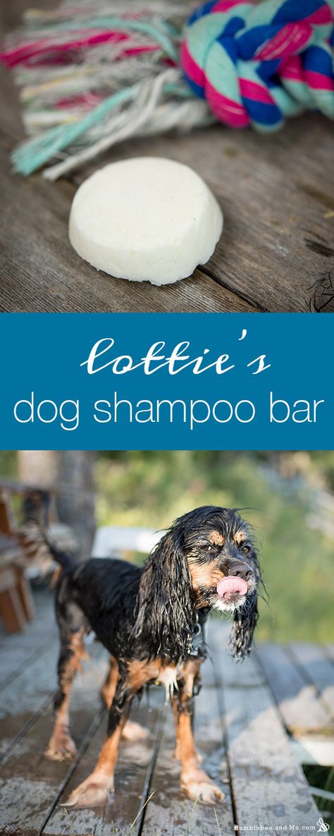 How to Make Lottie's Dog Shampoo Bar Diy Dog Shampoo, Homemade Dog Shampoo, Pet Play Area, Dog Shampoo Bar, Dog Paw Balm, Shampoo Bar Recipe, Pet Treats Recipes, Oatmeal Dog Shampoo, Melting Snow