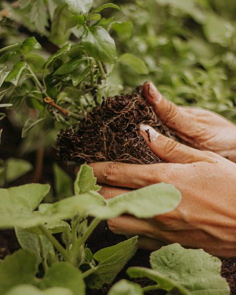 Horticulturist Aesthetic, Male Gardener Aesthetic, Soil Aesthetic, Gardner Aesthetic, Green Academia Aesthetic, Gardener Aesthetic, Instax Mini 90, Green Academia, Fabrication Work