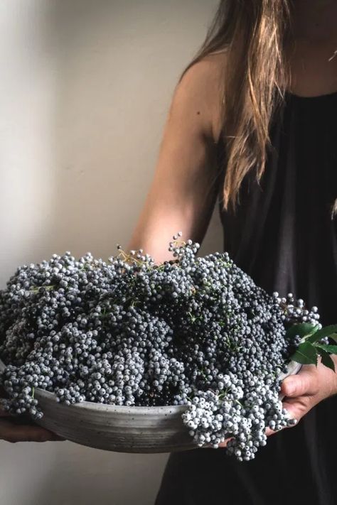 Foraging Elderberries Cooking With Ginger, Fermented Pickles, Herbal Apothecary, Jelly Bag, Pop Up Tent, How To Work, Preserving Food, Cheese Cloth, Medicinal Plants