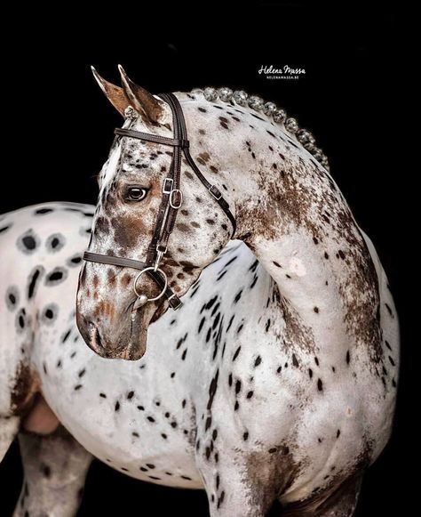 Gray Horses, Spotted Horse, Leopard Appaloosa, Horse Canvas Painting, Pony Breeds, Horse Colors, Types Of Horses, Horse Artwork, Horse Boarding