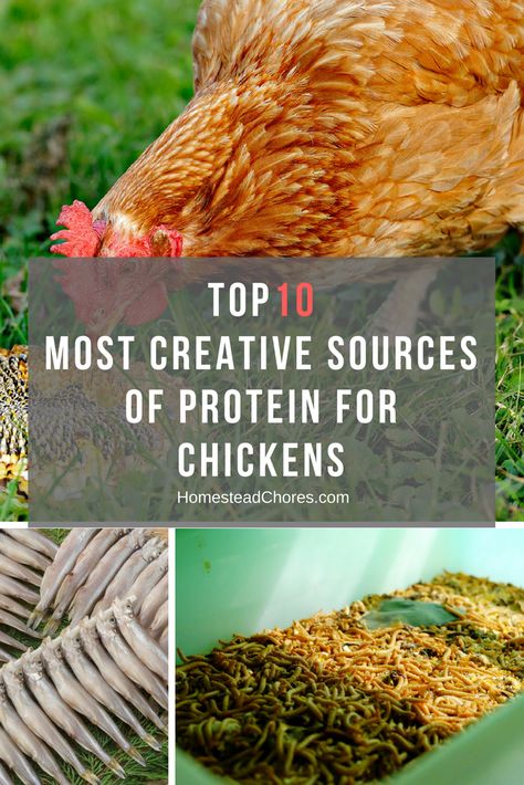 Are you planning to feed your chickens with protein-rich foods? So, here is a list of the foods packed with protein for chickens. Spices To Feed Chickens, What You Need For Chickens, What To Add To Chicken Feed, Protein For Chickens, Chicken Feed Additives, How To Raise Mealworms For Chickens, What Can Chickens Eat, Mini Homestead, Chickens 101