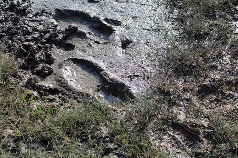 Footprint in wetlands Muddy Footprints, Focus Images, Hunger Games, Snow White, Concept Art, Force, Fox, Forest, Lost