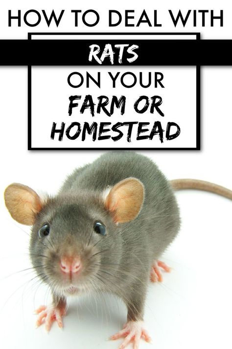 close up of a rat with text overlay How to Deal with RATS on your Farm or Homestead Preserving Green Beans, Get Rid Of Rats, Getting Rid Of Rats, Farm Hacks, Rodent Repellent, Acre Homestead, Homestead Life, Chicken Feeders, Rodent Control