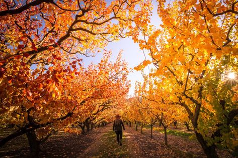 20 photos of autumn in New Zealand that will delight you - Young Adventuress New Zealand Autumn, Poplar Tree, Moving To New Zealand, Central Otago, Going To University, Fall Is Coming, Colorful Trees, Deciduous Trees, South Island