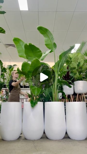 My Plant Oasis on Instagram: "🌴Time to bring those tropical vibes to your living spaces and Giants Birds of Paradise are just the perfect leafy plant to do this. 
✅They are super easy to maintain, can go both indoors and outdoors
✅Tolerates full sun/indirect light
✅Looks amazing in front entries, balconies, decks, living rooms, bedrooms, pool areas
TIP: Keep these beauties in pots to control their growth.

14 Northcott Drive, Kotara, Newcastle
www.myplantoasis.com.au
AfterPay Available" Pool Areas, My Plant, Leafy Plants, Instagram Time, Front Entry, Tropical Vibes, Pool Area, Birds Of Paradise, Newcastle