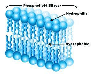 plasma membrane Phospholipid Bilayer, Cholesterol Exercise, Foods Chicken, Lower Cholesterol Naturally, Cholesterol Symptoms, Cholesterol Recipes, Plasma Membrane, Cholesterol Lowering, Cholesterol Medications