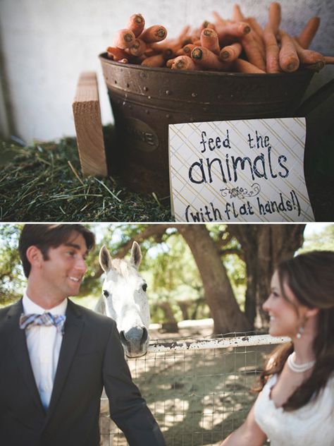 Horse Wedding Theme, Vintage Farm Wedding, Event Planning Guide, Equestrian Wedding, Zoo Wedding, Horse Wedding, Wedding Pets, Marrying My Best Friend, Cute Wedding Ideas