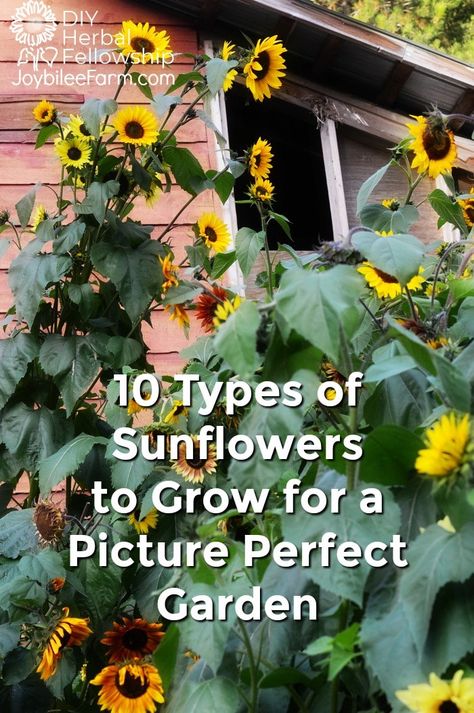 While you probably won't be planting millions of sunflowers this spring, you might want to add a few sunflower varieties to your own garden this year.  You may even get the perfect sunflower backdrop for a family picnic or family photos.  But sunflowers are for so much more than the perfect photo op. Check out these 10 different types of sunflowers to choose the best varieties for your garden goals. #sunflowers, #pollinatorflowers, #cutflowers, #oilseed, #sunflowerwedding Perennial Sunflower, Mammoth Sunflower, Types Of Sunflowers, Black Oil Sunflower Seeds, Growing Sunflowers, Garden Goals, Giant Sunflower, Sunflower Arrangements, Planting Sunflowers