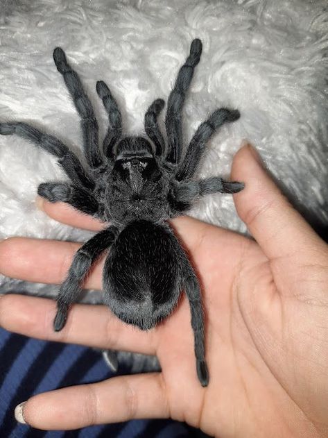 Tranchulas Pet, Trantuala Spider Cute, Tarantula Cute, Brazilian Black Tarantula, Spider Pfp, Tarantula Pet, Black Tarantula, Tarantula Habitat, Cute Spiders