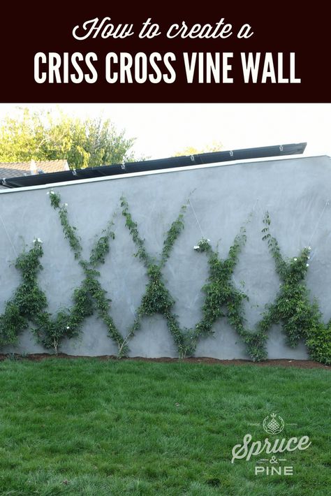 Apartment Courtyard, Cross Vine, Container Herb Garden, Wall Trellis, Homestead Gardens, Growing Gardens, Garden Vines, Vine Wall, Organic Soil