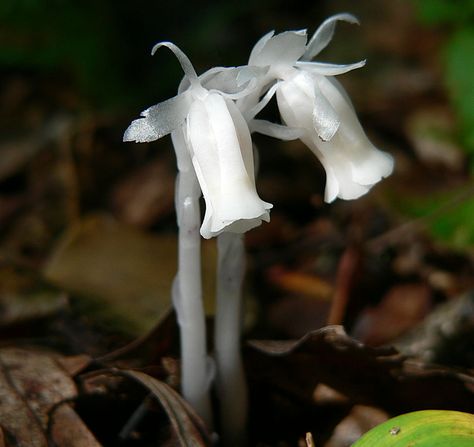 Piping Flowers, Ghost Plant, Goth Garden, Woodland Flowers, Gothic Garden, Moon Garden, Flower Essences, Unusual Plants, Steampunk Style