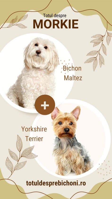 Morkie este un câine de rasă mixtă (“designer breed”), o încrucișare între rasele de câini Bichon Maltez și Yorkshire Terrier. Mici, energici și caraghioși, acești cățeluși au moștenit unele dintre cele mai bune calități de la ambii părinți. Această rasă mixtă mai este denumită și Morkshire Terrier, Malkies sau Yorktese. Yorkshire Terrier, Yorkshire