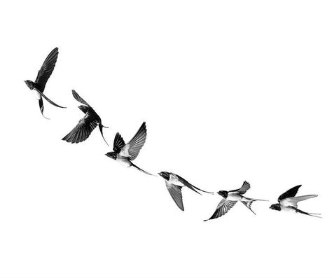 Flying Bird Tattoo Men, Birds In Flight Tattoo, Tattoo Birds Flying, Tattoo Ideas Birds, Bird Flying Drawing, Horizontal Tattoo Ideas, Bird Flying Tattoo, Birds Flying Tattoo, Flying Birds Tattoo