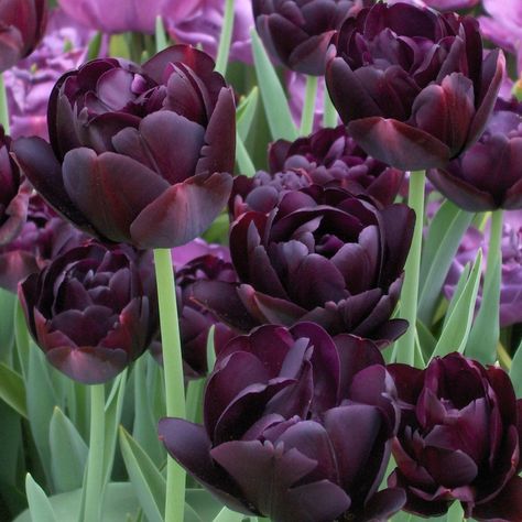 Tulip 'Black Hero' Cottage Plants, French Tulip, Queen Of Night, Garden Planning Layout, Lilies Of The Field, Tulips Spring, Goth Garden, Gothic Garden, Tulip Bulbs