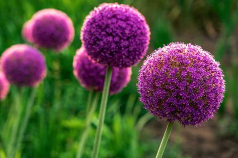 Are you wondering how late you can plant allium bulbs in your flower garden? Find out in this full guide to growing and caring for alliums. These wonderful purple blooming flowers have giant lollipop-like blooms, and really draw the eye to the flower bed. Planting flowers is so rewarding, and I just love how these perennials come back year after year.