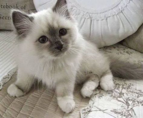 Ragdoll Kittens, Birman Cat, Baby Twins, Söt Katt, Blue Point, Ragdoll Kitten, Pretty Animals, Cute Cats And Kittens