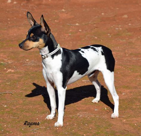 Dog Types, Rat Terrier Dogs, Rat Terrier Mix, Baby Chihuahua, Toy Fox Terriers, Rat Terrier, Medium Dog, Crazy Dog Lady, Hunting Dog