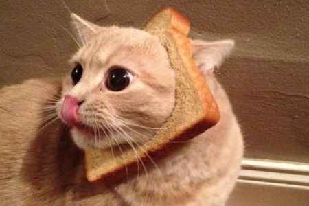 Cats in Bread    http://www.tntmagazine.com/news/weird/cat-breading-putting-your-cats-head-in-bread-trend Funny Cat Fails, Fluffy Things, Pet Pictures, Animal Babies, Cat Humor, Adorable Cats, Cat Animal, 웃긴 사진, Cat Facts