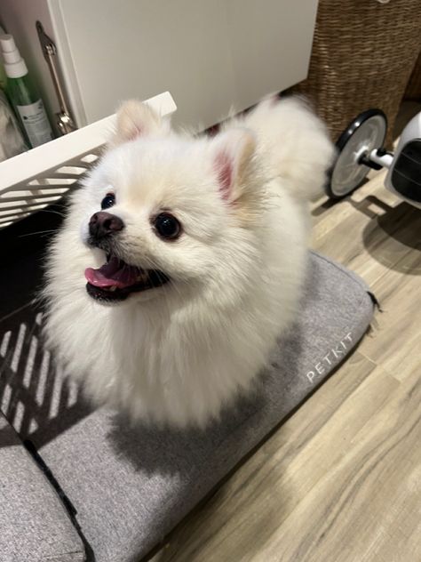 Dog Pomeranian White, Fluffy White Dog Aesthetic, White Pomeranian Aesthetic, Pomeranian Puppy White, Pomeranian Aesthetic, Parti Pomeranian, Mini Pomeranian, White Pomeranian Puppies, Baby Pomeranian