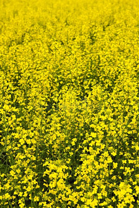 Canola plants. Closeup of flowering canola or rapeseed plants in field , #Ad, #Closeup, #plants, #Canola, #flowering, #field #ad Canola Plant, Canola Flower, Wild Daisies, Film China, Common Names, Stock Photography Free, The Common, Norfolk, Planting Flowers