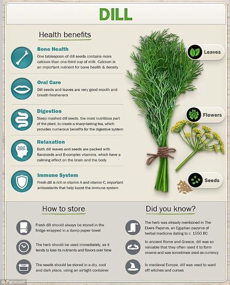 Storing Parsley, Parsley Illustration, Benefits Of Dill, Parsley Benefits, Medicinal Herbs Garden, Natural Diuretic, Medical Herbs, Food Health Benefits, Magic Herbs