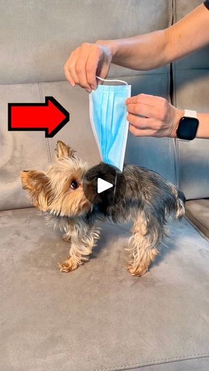 DIY Doggie Diaper 🐾 | DIY Doggie Diaper 🐾 | By Getti | This is how I turn a face mask
into a doggie diaper. It keeps your female fur baby from
making a mess. It's not the most stylish option but if
you're in a pinch, this method is quick and easy and it really
works. Dog Diapers Diy Female, Diy Dog Diaper Female In Heat, Diy Dog Diaper, Diaper Animals, Female Dog In Heat, Belly Bands For Dogs, Dog In Heat, Dog Diapers, Dog Hacks