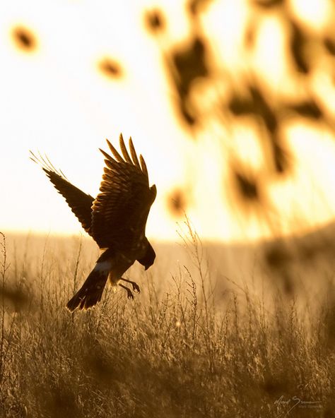 thepredatorblog: Female Northern Harrier Hawk (by m_Summers) Harrier Hawk, Hawk Wings, Hawk Bird, Birds Of Prey, Beautiful Creatures, Beautiful Birds, Bald Eagle, Animal Photography, Cute Animals