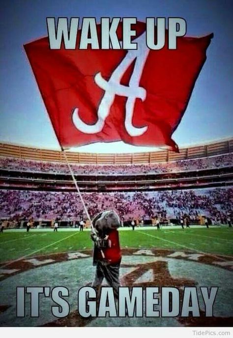 Wake Up,  It's GAMEDAY Alabama Mascot, Roll Tide Football, Rammer Jammer, Alabama Football Roll Tide, Georgia Bulldogs Football, Alabama Fans, Bama Girl, Auburn Football, Heisman Trophy