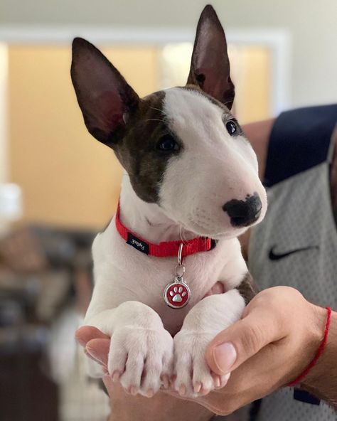 Olmar Miniature Bull Terriers on Instagram: “Olmar She’s a Lady, 9 weeks old tomorrow 🥰  🐾🐾🐾🐾🐾🐾🐾🐾🐾🐾  #minibullterrierpuppy #puppy #miniaturebullterrierpuppy #minibullterrier #minibull…” Bill Terrier, Puppy Palace, Mini Bull Terriers, Miniature Bull Terrier, Bull Terrier Puppy, Bull Terriers, Labradoodle, Animal Planet, A Lady