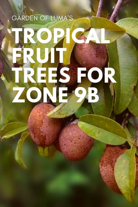 Taking a look at tips for growing tropical fruit trees in zone 9b. How to deal with cold and frost for tropical fruit trees. What tropical and subtropical fruit trees will grow in zone 9b. Tropical Fruit Trees, Fruit Trees In Containers, Zone 9b, Planting Fruit Trees, Fruit Tree Garden, Fruit Growing, Papaya Tree, Guava Tree, Growing Trees