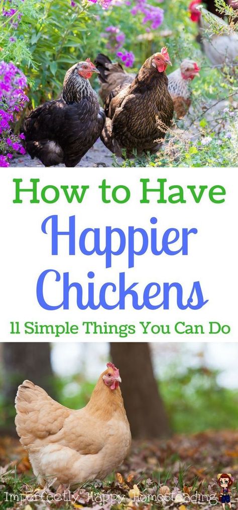 How to Have Happier Chickens. 11 Simple Things You Can Do for your homestead or backyard chickens. Chicken Coop Blueprints, Urban Chicken Farming, Baby Chicks Raising, Easy Chicken Coop, Portable Chicken Coop, Chicken Toys, Urban Chickens, Backyard Chicken Farming, Chicken Health