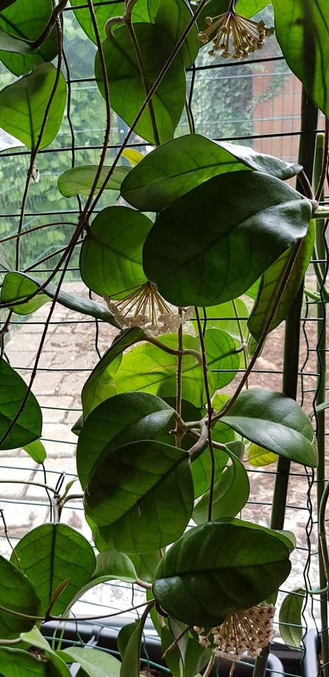 Hoya fungii Hoya Fungii, Hoya Varieties, Hoya Plant, Hoya Carnosa, Indoor Garden, Plant Leaves, Wonder, Google Search, Plants