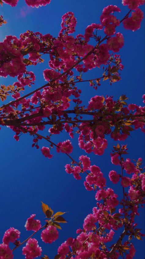 aesthetic spring wallpaper, pink flowers, blue sky Dark Blue Pink Aesthetic, Hot Pink And Blue Aesthetic, Pink And Dark Blue Aesthetic, Aesthetic Spring Wallpaper, Color Characters, Color Duos, Blue Sky Wallpaper, Blue Flower Wallpaper, Aesthetic Spring