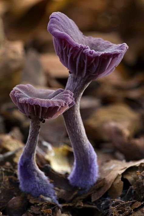 (T-DD) Laccaria amethystina, commonly known as the amethyst deceiver, is a small brightly coloured mushroom, that grows in deciduous as well as coniferous forests. The mushroom itself is edible, but can absorb arsenic from the soil. Wikipedia Lions Mane Benefits, Macro Photography Tips, Mushroom Pictures, Slime Mould, Texture Photography, Mushroom Fungi, Mushroom Art, Wild Mushrooms, Green Nature