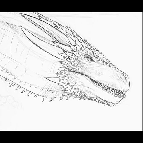 Drogon Got Sketch, Dragon Knowledge, Dragons Drawing, Coaster Painting, Dragon Reference, Hotd Dragons, Dragon Heads, Volleyball Wallpaper, Dragon Designs