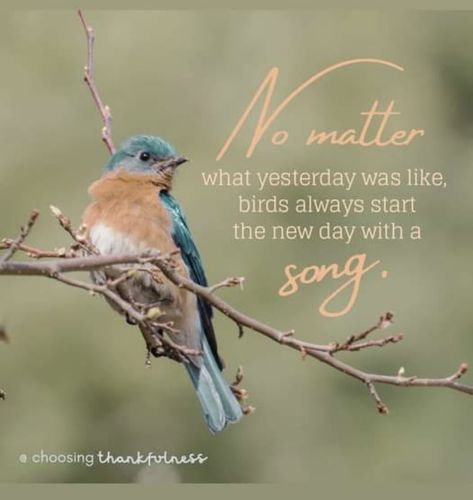 Bird Quotes Inspirational Short, Bird Quotes, Blue Birds, Quotable Quotes, Bluebird, Ups And Downs, Source Of Inspiration, Curly Hair Styles Naturally, Wonderful Time